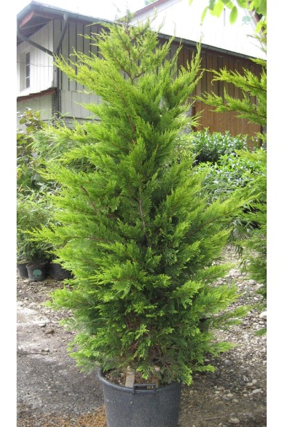 Купрессоципарис Голд Райдер  колоновидна форма крони