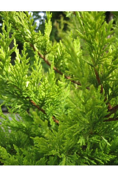 Купрессоципарис жовтий Голд Райдер 