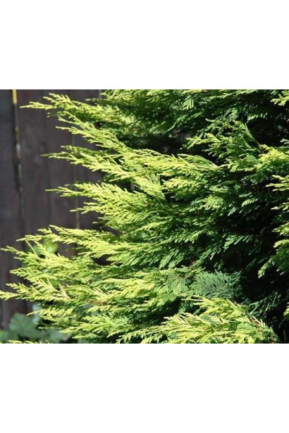  Cupressocyparis leylandii Gold Rider