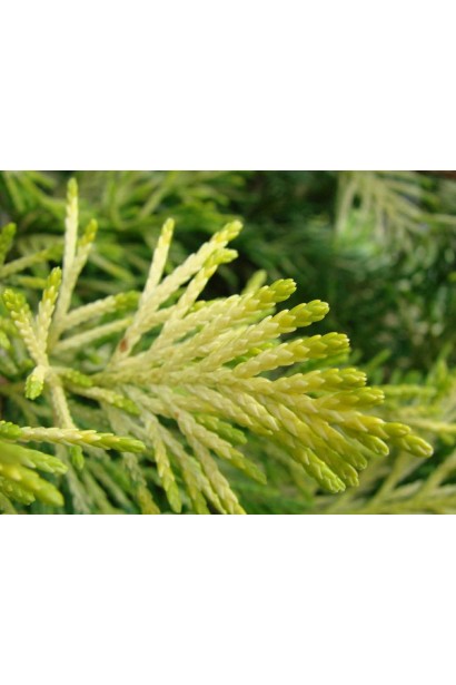 Купрессоципарис Лейланда Голд Райдер жовта хвоя