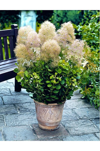 Букет скумпії шкіряної Янг Леді