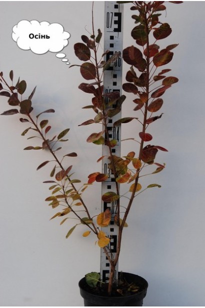 Скумпія шкіряста Янг Леді