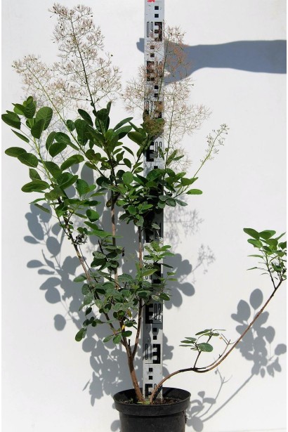 Саджанці скумпії шкіряної Янг Леді