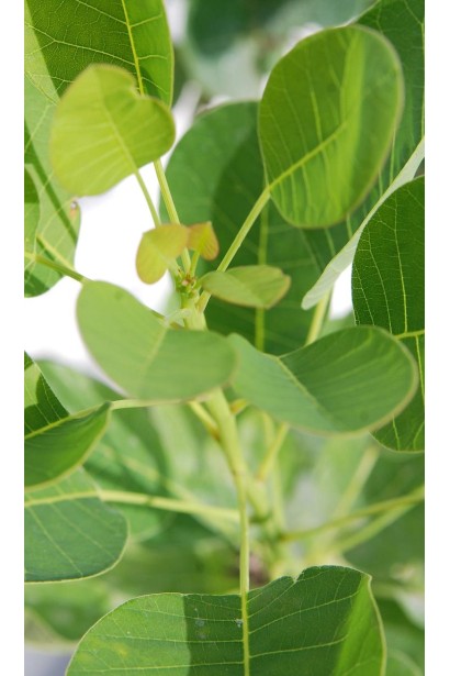 Листя скумпії шкіряної Янг Леді