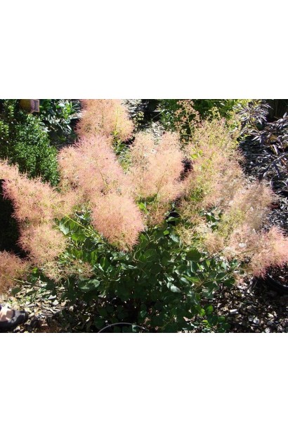 Кущ скумпії Янг Леді