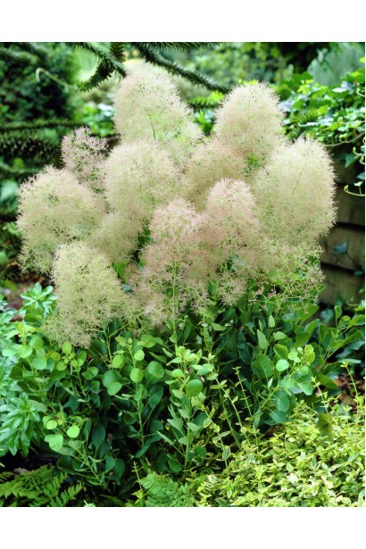 Скумпія шкіряна в саду