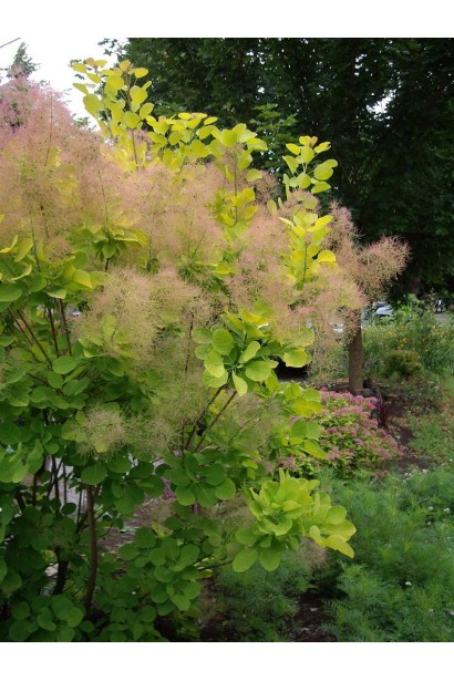 Скумпія шкіряста Янг Леді
