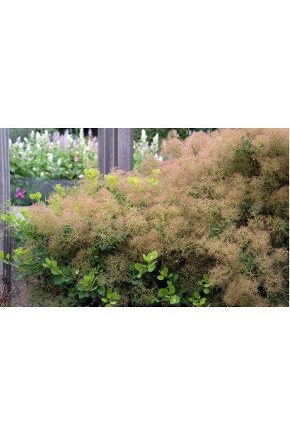 Скумпія шкіряста Янг Леді