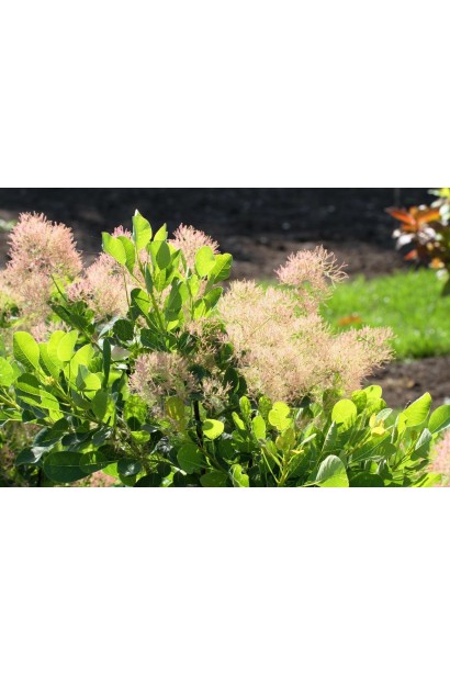 Скумпія шкіряна на клумбі