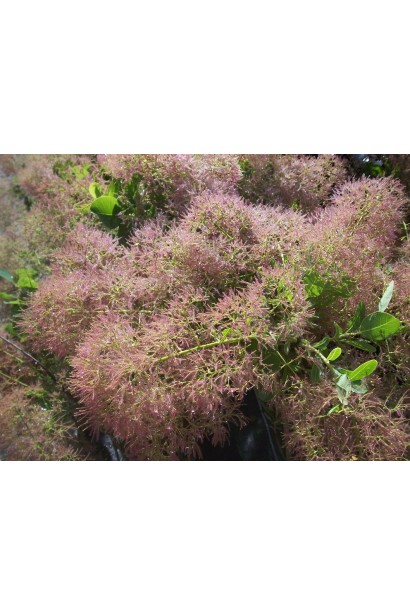 Квітуча скумпія Young Lady