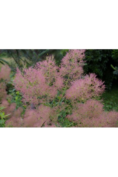 Скумпія Янг Леді з рожевими китицями