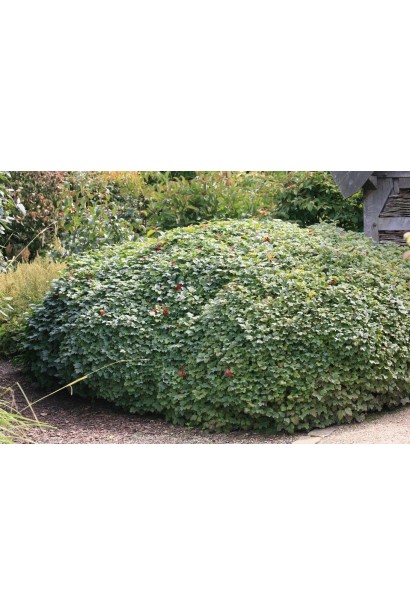 Калина низька Нанум в ландшафті