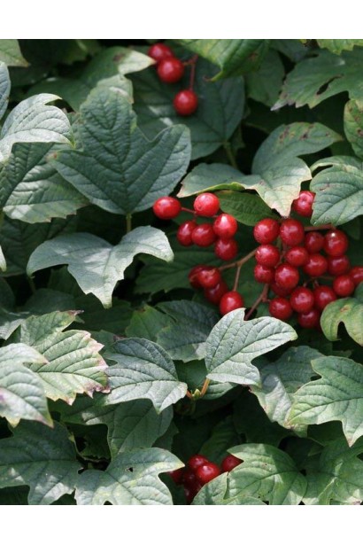 Калина звичайна Нанум червоні декоративні ягоди