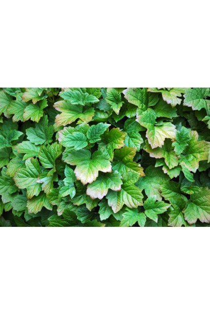 Оранжево-червоні відтінки молодого листя калини Нанум