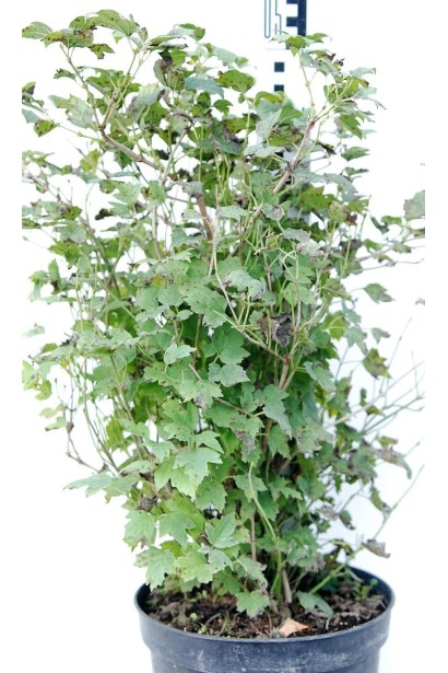 Калина звичайна Нанум саджанець