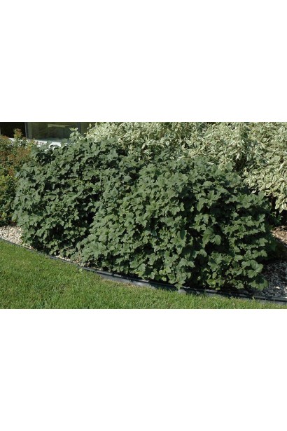 Калина обыкновенная Нанум