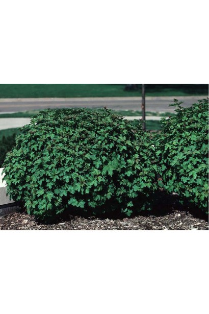 Калина карликова Нанум