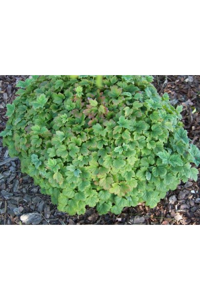 Компактна форма калини звичайної