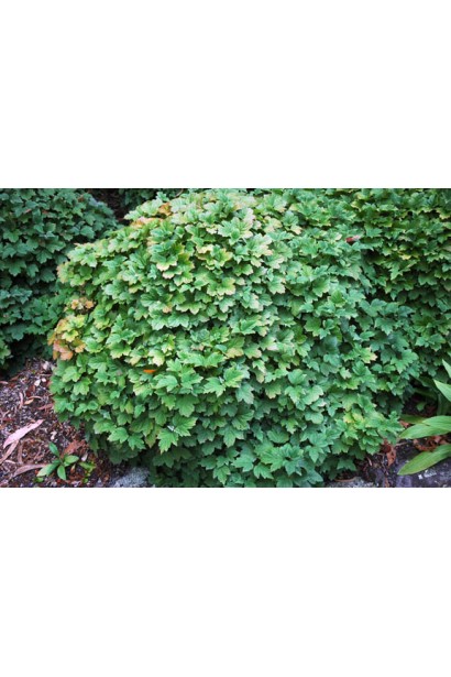 Viburnum opulus Nanum