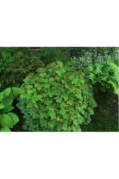 Калина звичайна Nanum