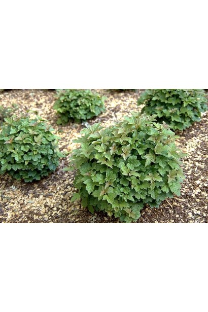 Калина Нанум маленькі кулясті кущі