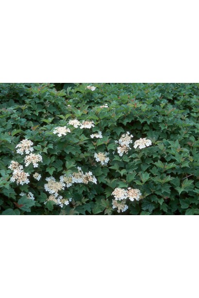 Калина звичайна Нанум цвітіння