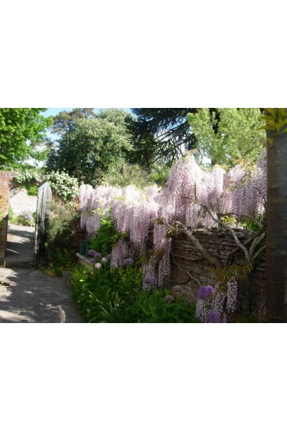 Wisteria floribunda Rosea/Honbeni/Pink Ice