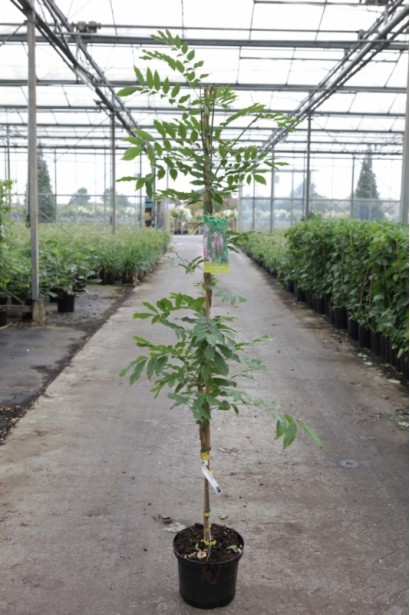 Глициния многоцветковая Розеа в горшке