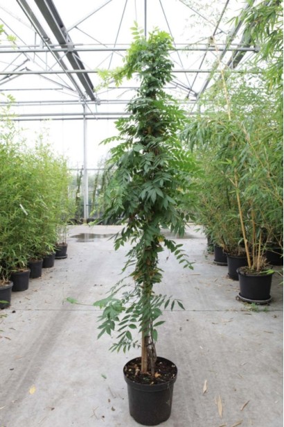 Вистерия многоцветковая Розеа в горшке