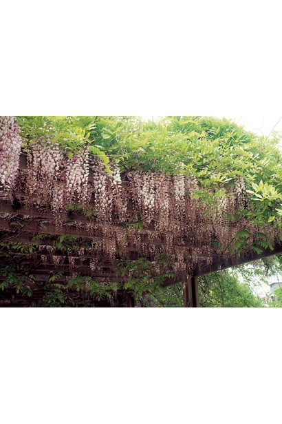 Декорирование беседки с вистерией Розеа