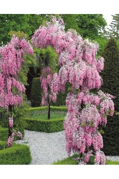 Глициния обильноцветущая Пинк Айс в ландшафте