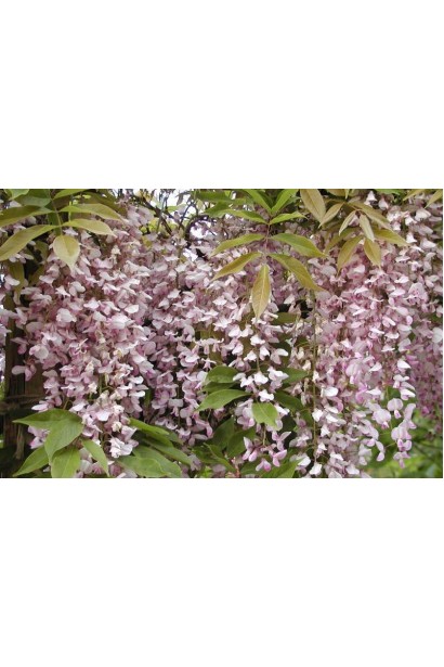 Розовая глициния