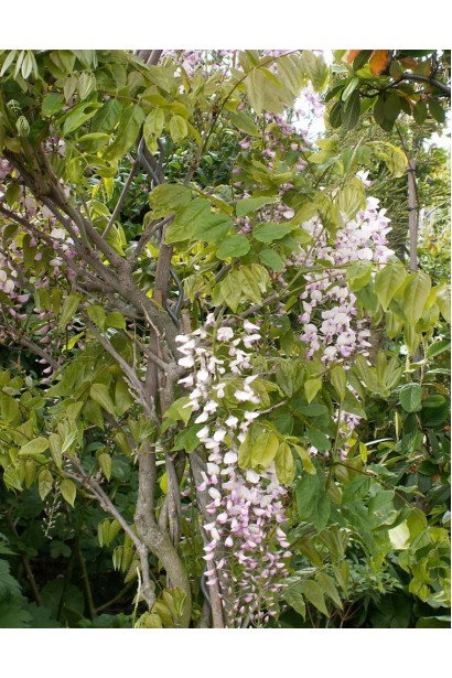 Вистерия floribunda Rosea/Honbeni/Pink Ice