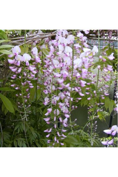 Вистерия многоцветковая Хонбени