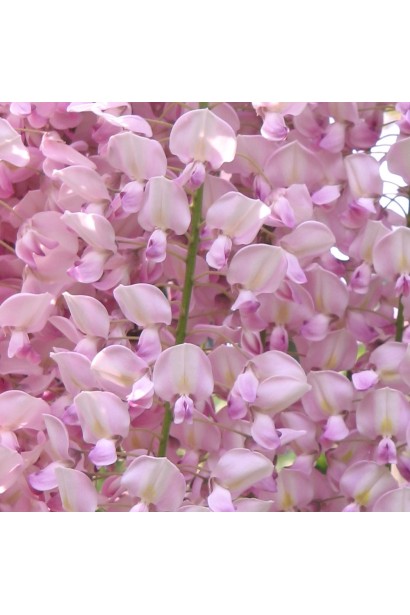 Глициния многоцветковая Пинк Айс светло-розовые цветы