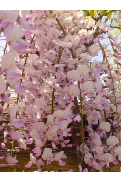 Глициния обильноцветущая Хонбени