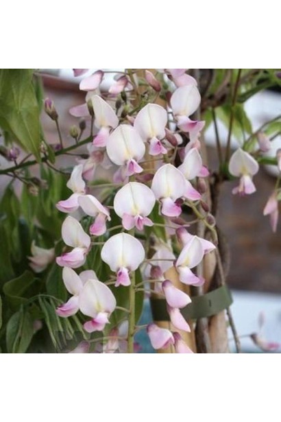 Вистерия многоцветковая Пинк Айс