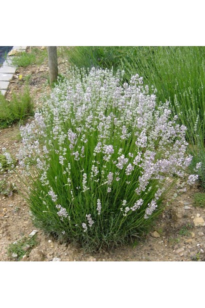 Лаванда английская Розеа подушечный многолетний куст