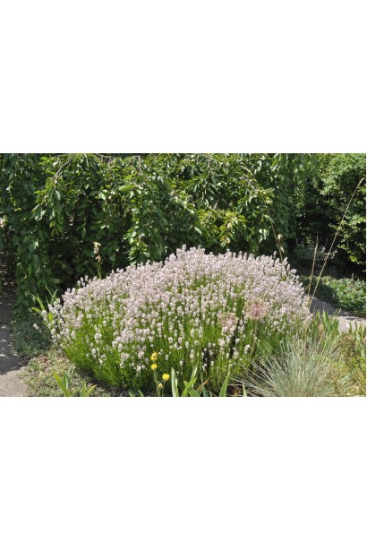 Лаванда лекарственная Розеа нежно-розовые цветы