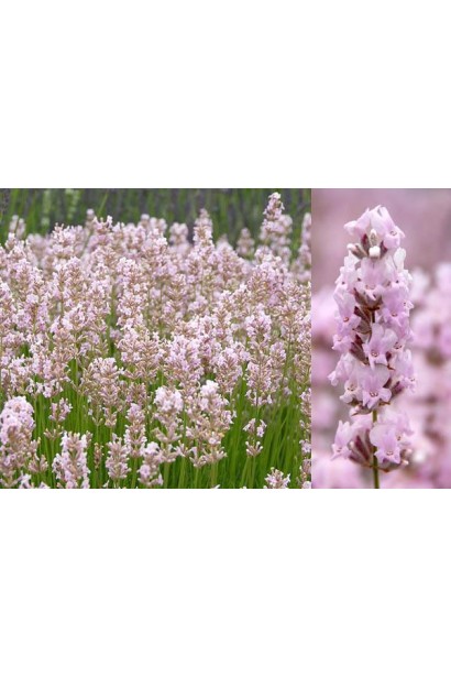 Лаванда узколистная Розеа