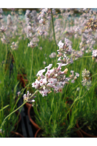 Lavandula angustifolia Rosea