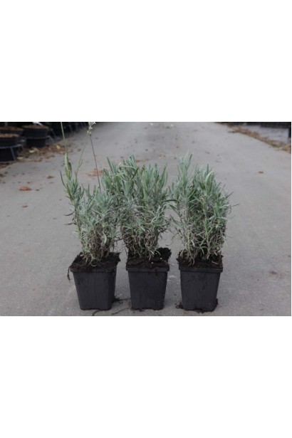 Лаванда колосистая Розеа контейнер 0,5л