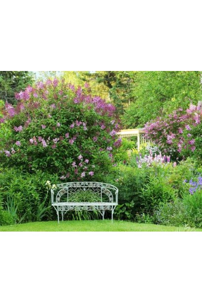 Syringa vulgaris Belle de Nancy