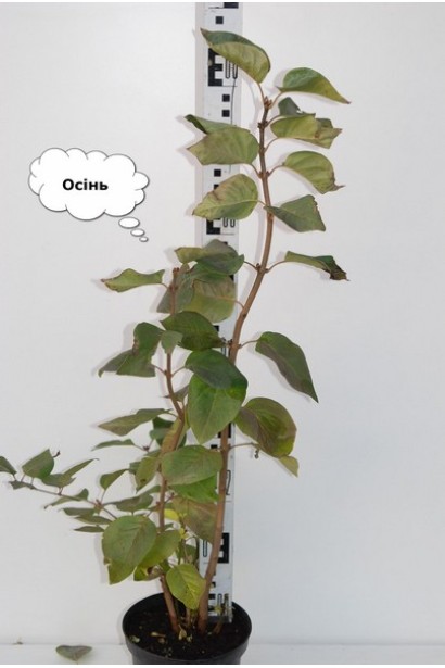 Саженец сирени обыкновенной Бель де Нанси