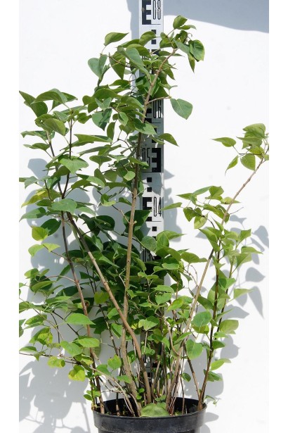 Сирень обыкновенная Бель де Нанси высота 80см