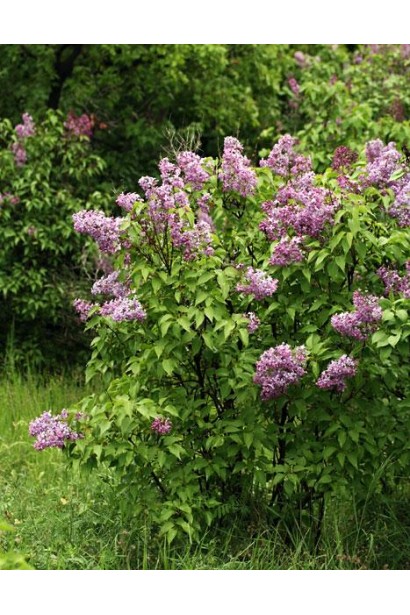 Куст сирени Бель де Нанси