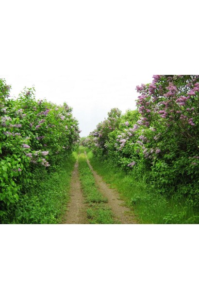 Сирень обыкновенная Бель де Нанси