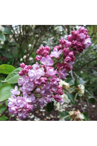 Пышные розово-лиловые цветы сирени.