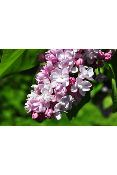 Сирень Бель де Нанси в цвете