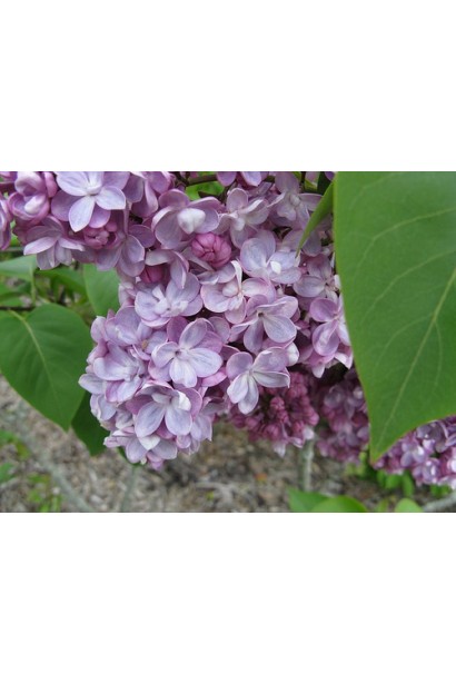 Декоративная сирень Belle de Nancy